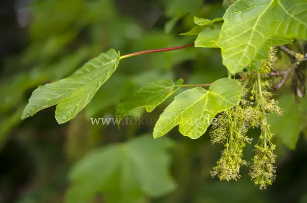 Fokus-Natur Bild