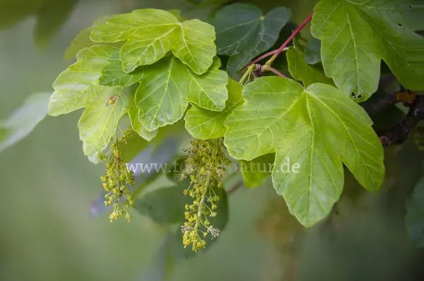 Fokus-Natur Bild