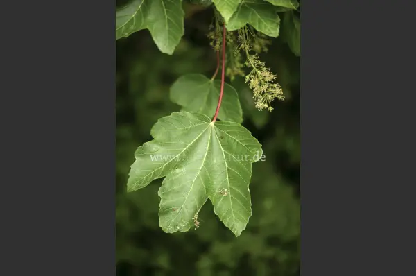Fokus-Natur Bild