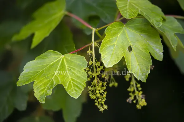 Fokus-Natur Bild