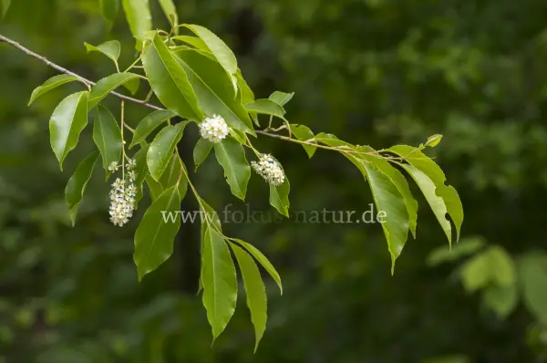 Fokus-Natur Bild