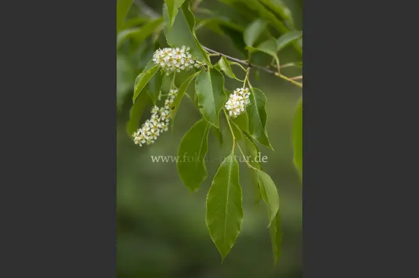 Fokus-Natur Bild