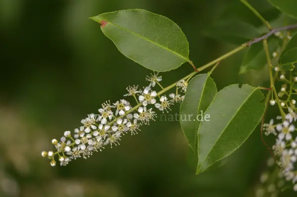 Fokus-Natur Bild