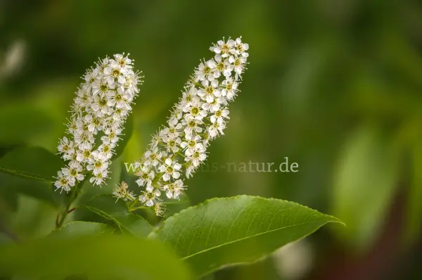 Fokus-Natur Bild