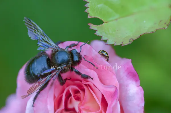 Fokus-Natur Bild