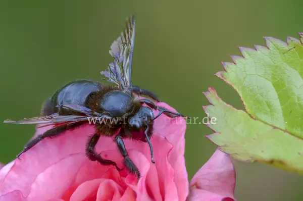 Fokus-Natur Bild