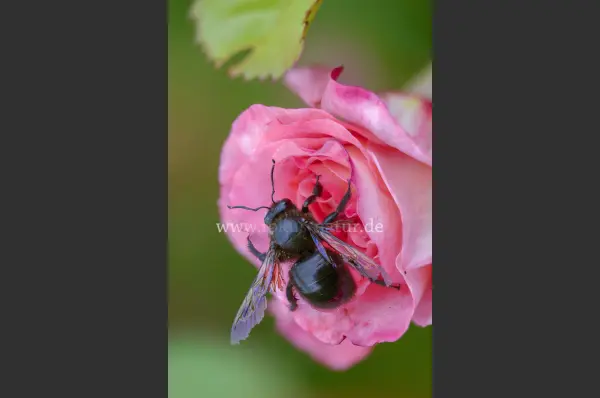 Fokus-Natur Bild
