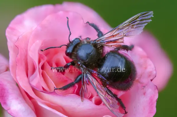 Fokus-Natur Bild