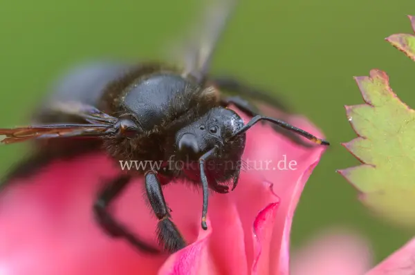 Fokus-Natur Bild