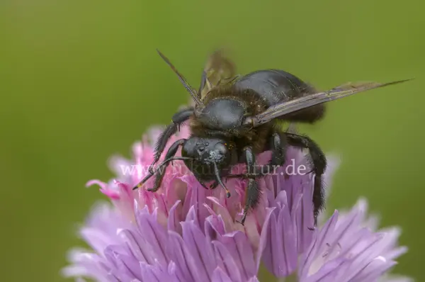 Fokus-Natur Bild