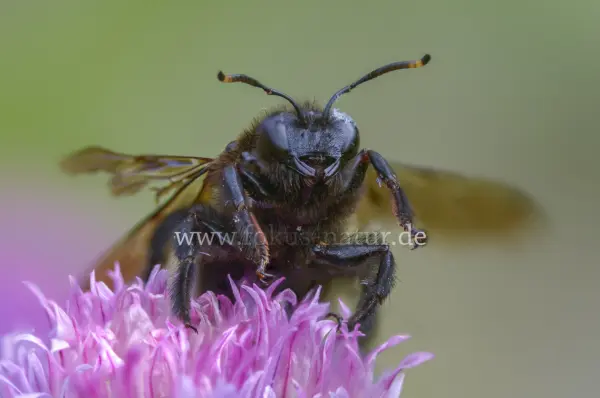Fokus-Natur Bild