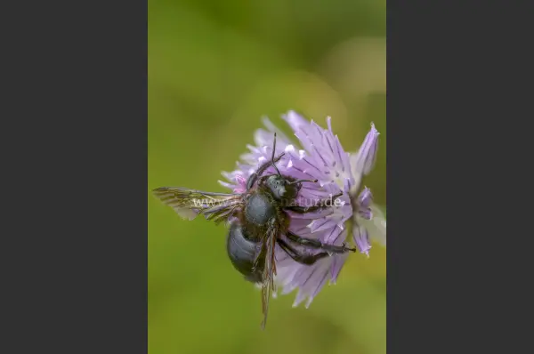 Fokus-Natur Bild