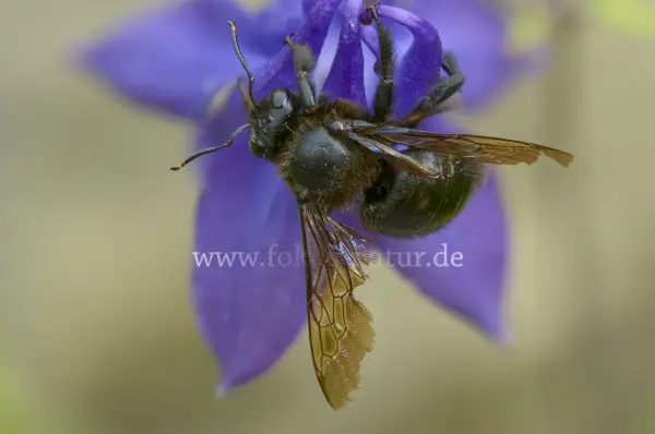 Fokus-Natur Bild