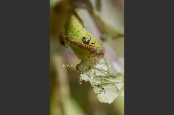 Fokus-Natur Bild