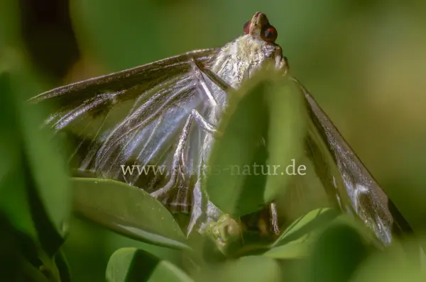 Fokus-Natur Bild