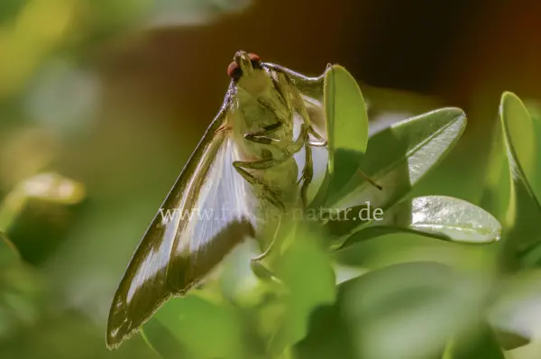 Fokus-Natur Bild