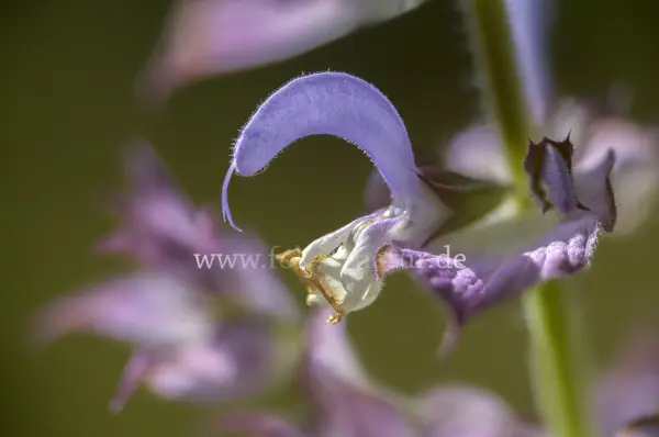 Fokus-Natur Bild