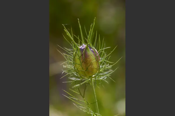 Fokus-Natur Bild