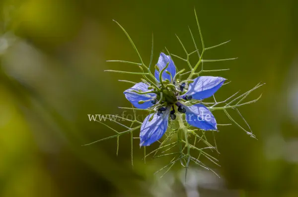 Fokus-Natur Bild