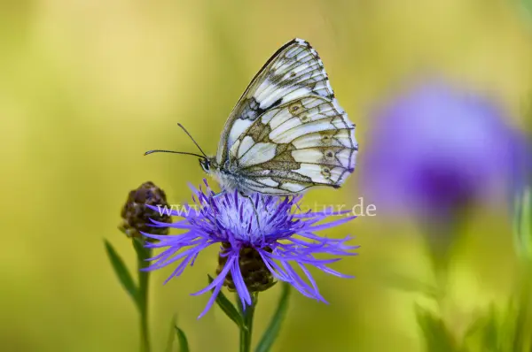 Fokus-Natur Bild
