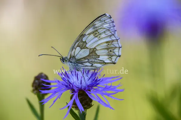 Fokus-Natur Bild
