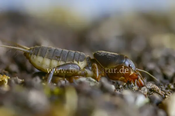 Fokus-Natur Bild