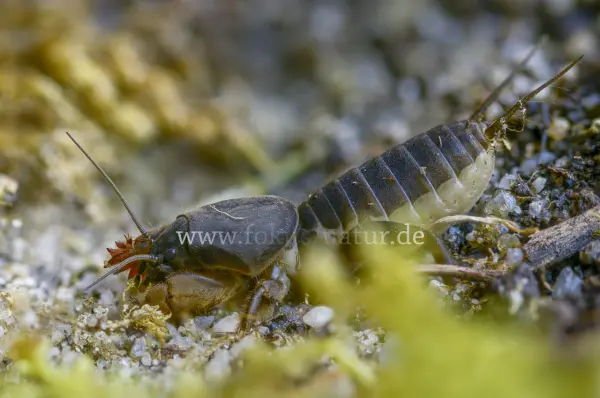 Fokus-Natur Bild