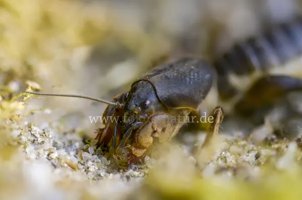 Fokus-Natur Bild