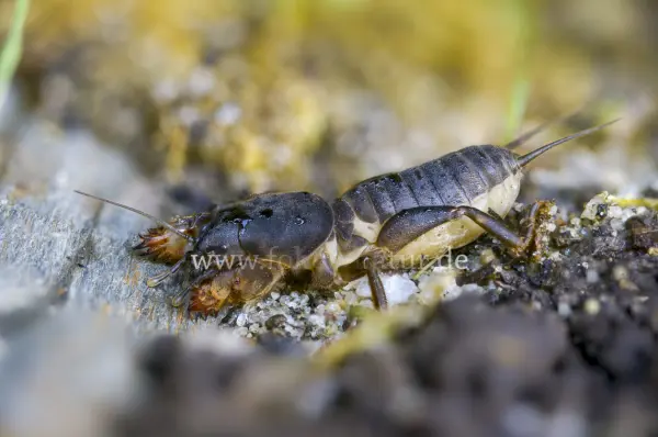 Fokus-Natur Bild