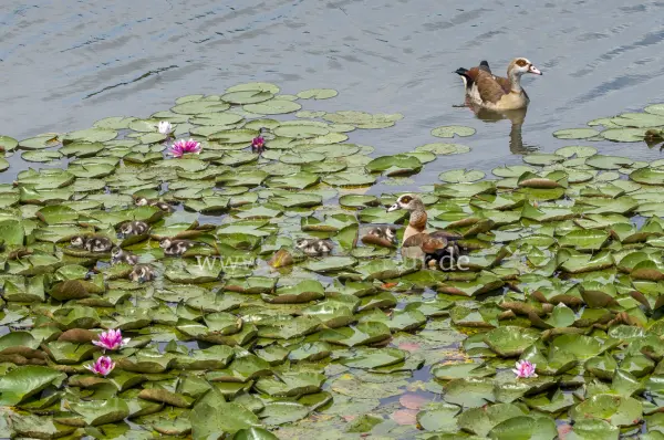 Fokus-Natur Bild