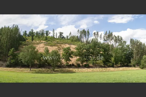 Fokus-Natur Bild