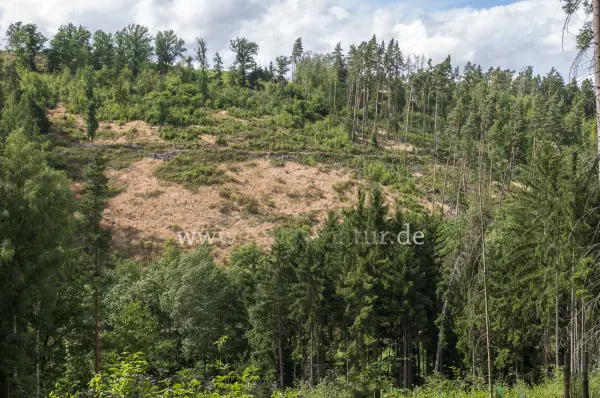 Fokus-Natur Bild