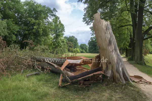 Fokus-Natur Bild
