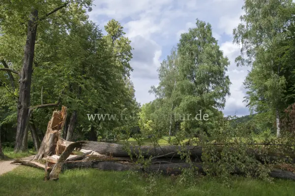 Fokus-Natur Bild