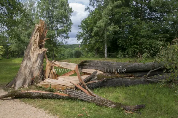 Fokus-Natur Bild