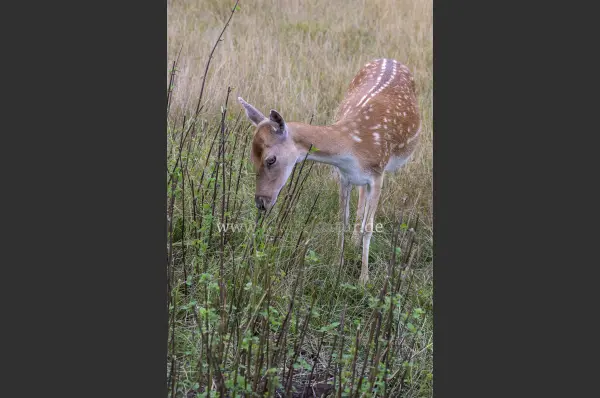 Fokus-Natur Bild