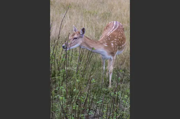Fokus-Natur Bild