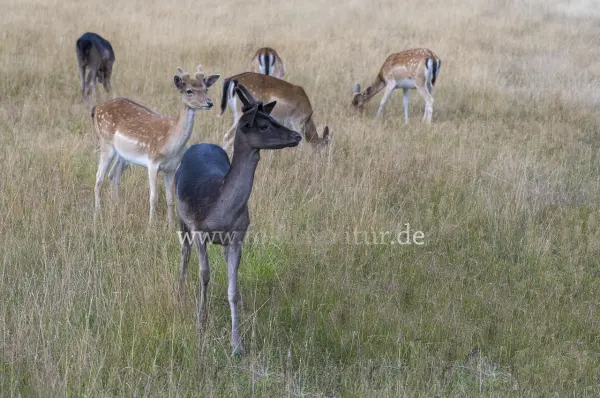 Fokus-Natur Bild