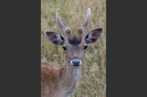 Fokus-Natur Bild
