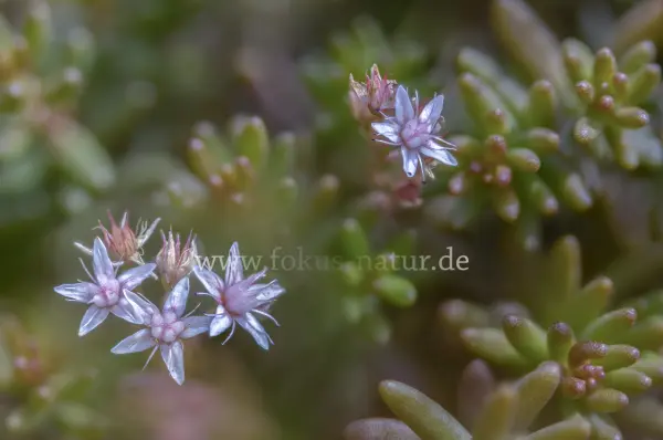 Fokus-Natur Bild