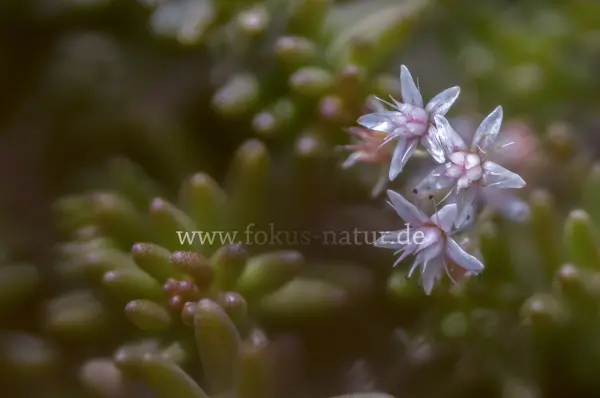 Fokus-Natur Bild