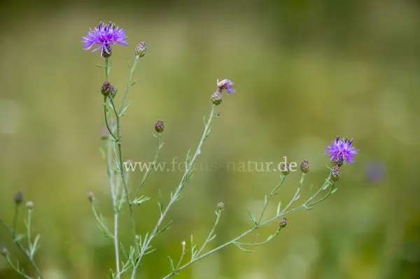 Fokus-Natur Bild