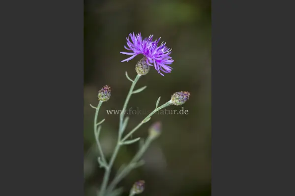 Fokus-Natur Bild