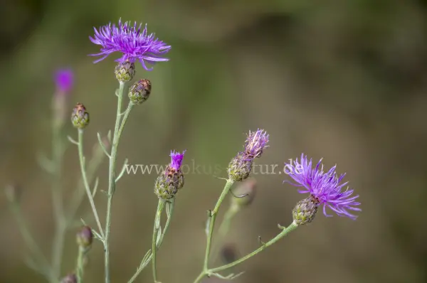 Fokus-Natur Bild