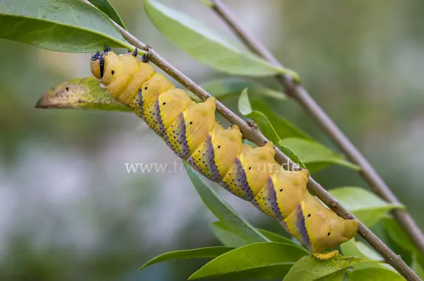 Fokus-Natur Bild