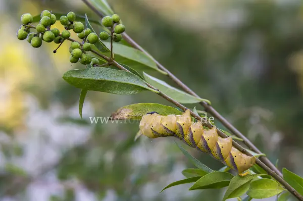 Fokus-Natur Bild