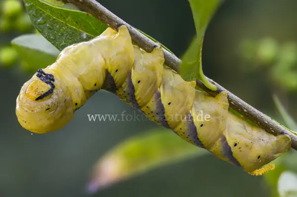 Fokus-Natur Bild