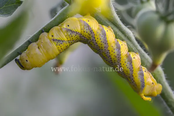 Fokus-Natur Bild