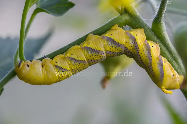 Fokus-Natur Bild