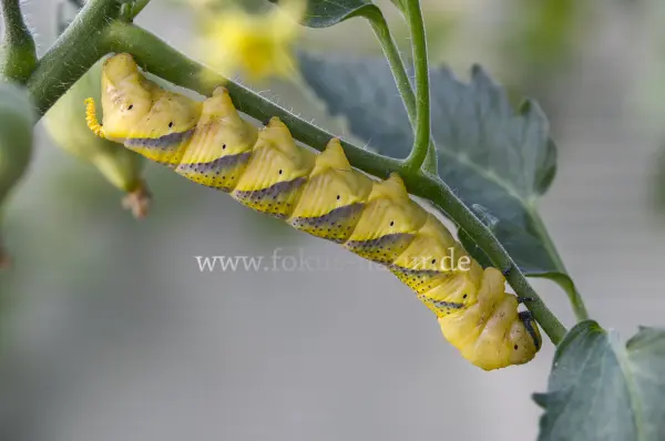 Fokus-Natur Bild